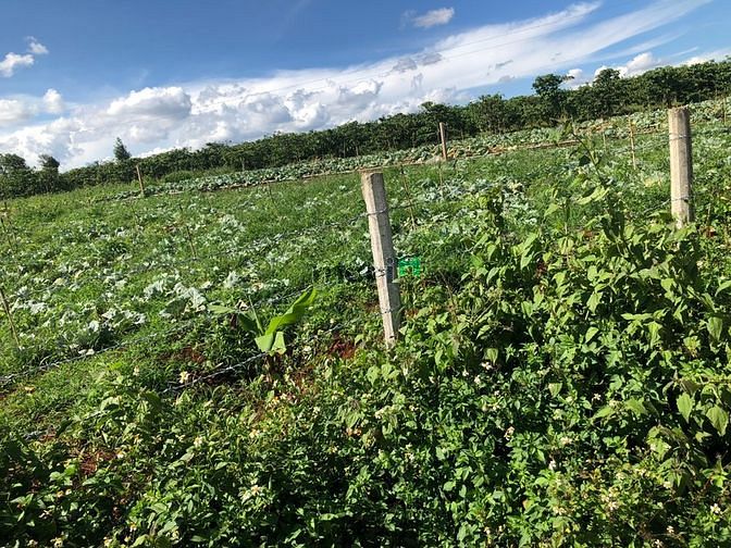 Hình ảnh Bán 2000m2 lô đất Biển Hồ, đường lớn 8m KDC, cách sân bay 5km, cách TT