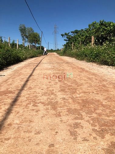 Hình ảnh Bán 2000m2 lô đất Biển Hồ, đường lớn 8m KDC, cách sân bay 5km, cách TT