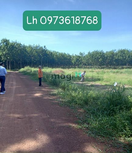 Hình ảnh Đất Ấp 2 Nha Bích, Chơn Thành, Bình Phước