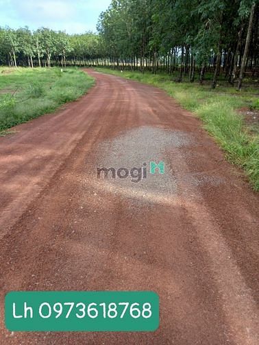 Hình ảnh Đất Ấp 2 Nha Bích, Chơn Thành, Bình Phước