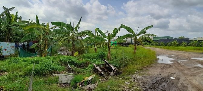 Hình ảnh Mặt Tiền Nguyễn Văn Bứa Gần 1 Mẫu Đất XTS Hóc Môn
