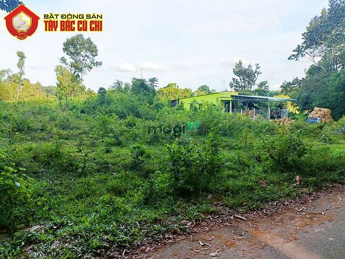 Hình ảnh Bán đất 1/ quốc lộ 22 - 1000m2 - 15.5x58 nở hậu 20m - 875m2 thổ cư -