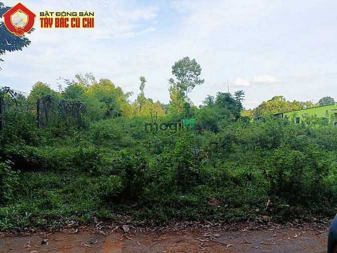 Hình ảnh Bán đất 1/ quốc lộ 22 - 1000m2 - 15.5x58 nở hậu 20m - 875m2 thổ cư -