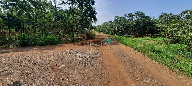Hình ảnh Bán 7 lô đất sào cực đẹp xã Hưng Thịnh, Trảng Bom, Đồng Nai