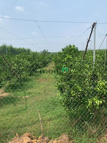 Hình ảnh Bán gấp mảnh vườn 1000m2 giá 450 triệu Bình Phước