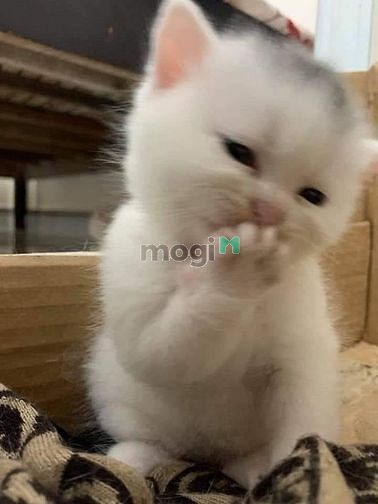Hình ảnh CHDV Full Nội Thất Ngay Cầu Công LÝ QUẬN 1