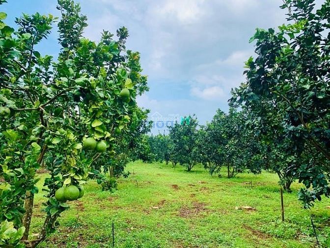 Hình ảnh Còn lô vườn cần ra nhanh giá 450 triệu, Đồng Phú Bình Phước