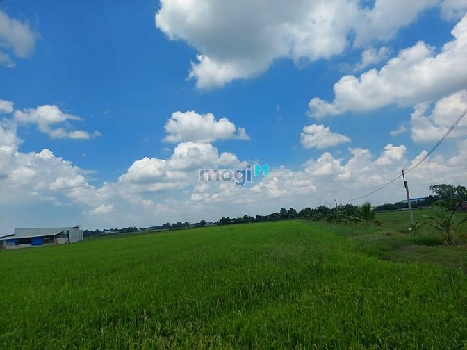 Hình ảnh A Năm cần bán đất đức hòa thượng đức hòa long an