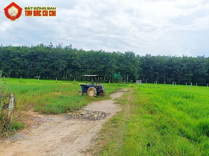 Hình ảnh Bán đất 1/ nguyễn thị chiếu - 1012m2 - 15x73 - xã an phú - củ chi