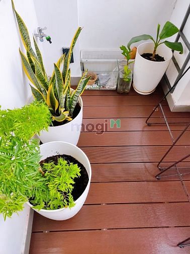Hình ảnh Cho thuê Trang Chủ MB66.COM / Đăng Ký Tặng 66K view sở thú + Balcony