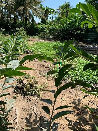 Hình ảnh Bán đất nền bình Quới châu thành long an