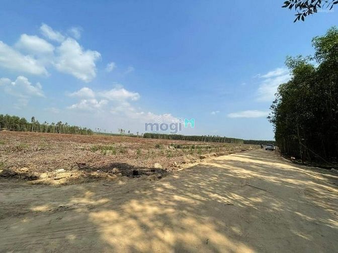 Hình ảnh Cần ra nhanh sào đất giá 400 triệu ở Đồng Phú - Bình Phước