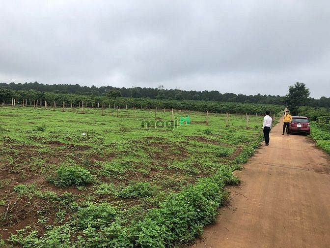 Hình ảnh Đất Khu Du Lịch Biển Hồ Pleiku Gia Lai - View Biển Hồ - Trung Tâm TP.