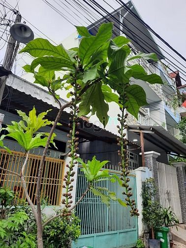 Hình ảnh Cần bán gấp căn nhà đường Lã Xuân Oai 87m2 giá 3,9 tỷ