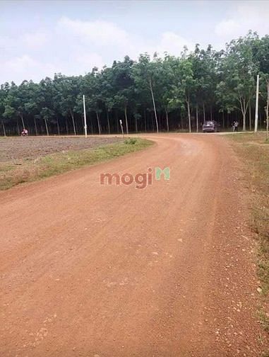 Hình ảnh Ra nhanh sào đất cạnh công ty giá 450 triệu