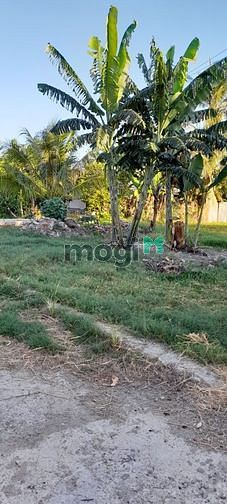 Hình ảnh Cần bán 2 lô đất 864m2 thuộc xóm dừa KP7 ĐÔ VINH.