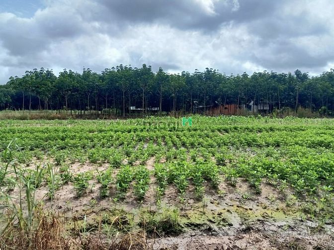 Hình ảnh - Bán lô đất Minh Thạnh-Dầu Tiếng-Bình Dương-DT3̉69m2-Giá1ty1