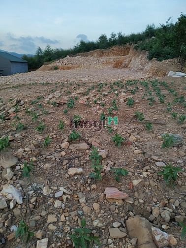 Hình ảnh Bán lô đất 376.6m2 Hưng Đạo, Cẩm Lý, Lục Nam