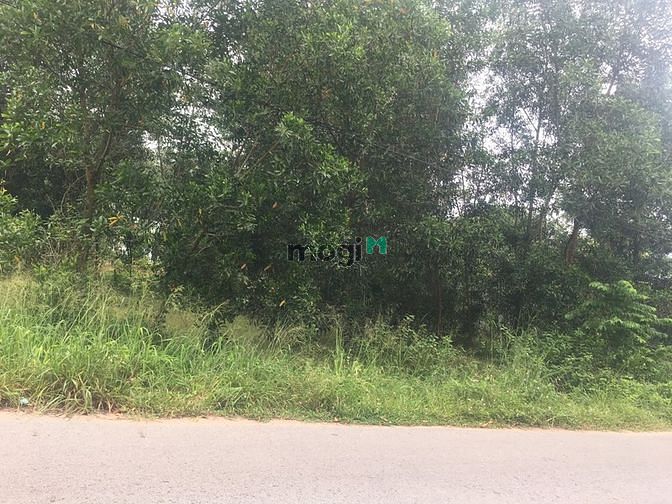 Hình ảnh - Bán lô đất đường DH704- Định An-Dầu Tiếng-DT632m2.