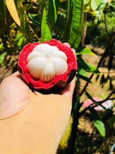 Hình ảnh Tôi cần bán đất vườn có sẵn trái cây trên đất