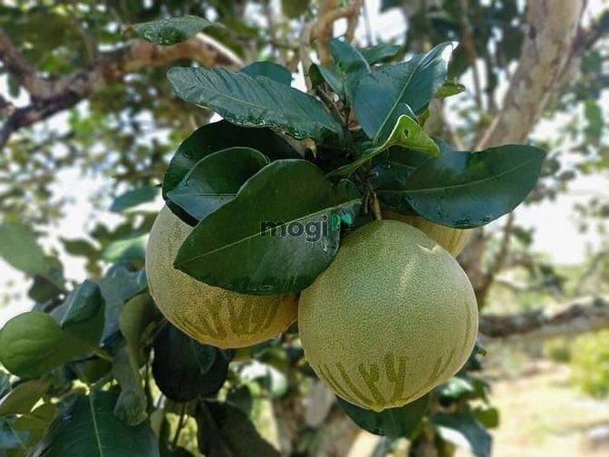Hình ảnh Tôi cần bán đất vườn có sẵn trái cây trên đất