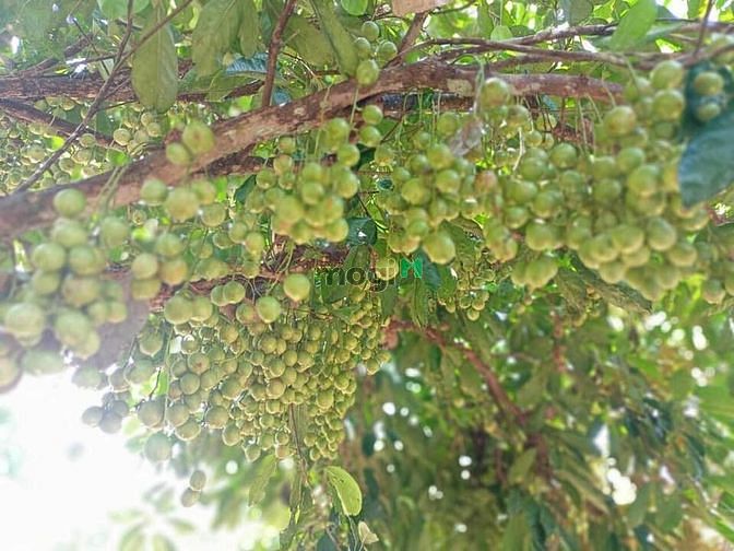 Hình ảnh Tôi cần bán đất vườn có sẵn trái cây trên đất