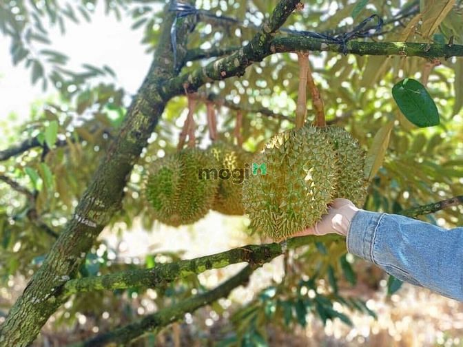 Hình ảnh Tôi cần bán đất vườn có sẵn trái cây trên đất