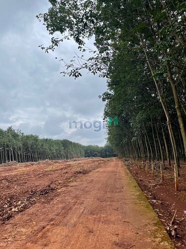 Hình ảnh Đất UBND xã Thuận Phú, Đồng Phú