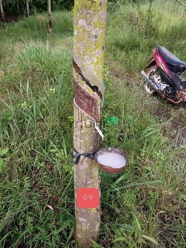 Hình ảnh Đất có cao su đang cạo 2,3ha giá rẻ bù đốp, bình phước