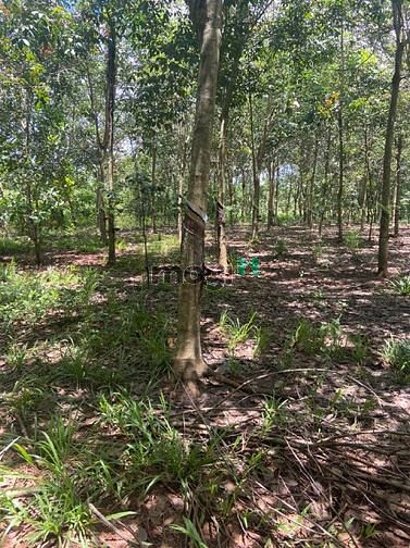 Hình ảnh Đất có cao su đang cạo 2,3ha giá rẻ bù đốp, bình phước