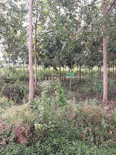Hình ảnh Đất có cao su đang cạo 2,3ha giá rẻ bù đốp, bình phước