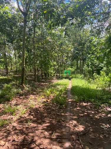 Hình ảnh Đất có cao su đang cạo 2,3ha giá rẻ bù đốp, bình phước