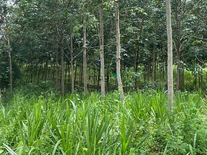 Hình ảnh Đất có cao su đang cạo 2,3ha giá rẻ bù đốp, bình phước