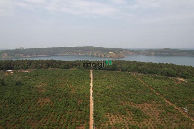 Hình ảnh Đất khu du lịch Biển Hồ Pleiku Gia Lai - view Biển Hồ ..330 m2..1ty3