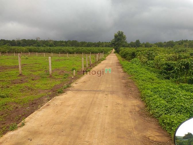 Hình ảnh Đất khu du lịch Biển Hồ Pleiku Gia Lai - view Biển Hồ ..330 m2..1ty3