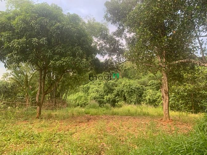 Hình ảnh Đất vườn ngay trung tâm khánh vĩnh - Khánh Hòa