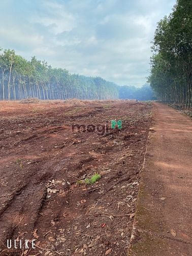 Hình ảnh Đất Đầu Cư Giá Rẻ -Tiềm Năng Cao