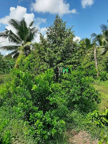 Hình ảnh Bán đất mặt tiền kênh 1000, view sông mát mẻ