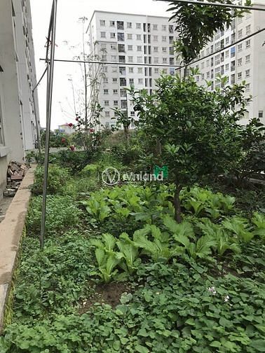 Hình ảnh Bán Trang Chủ MB66.COM Chính Thức Ecohome1 56m 2PN 1 VS Full Đồ Đẹp
