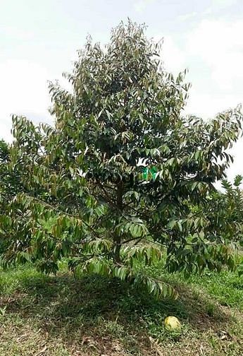 Hình ảnh Bán vườn sầu riêng và na thái, trên đất có sẵn nhà cấp 4