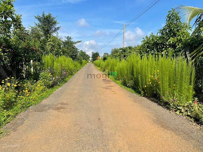 Hình ảnh Làng mây Di Linh - Đất nền nghỉ dưỡng