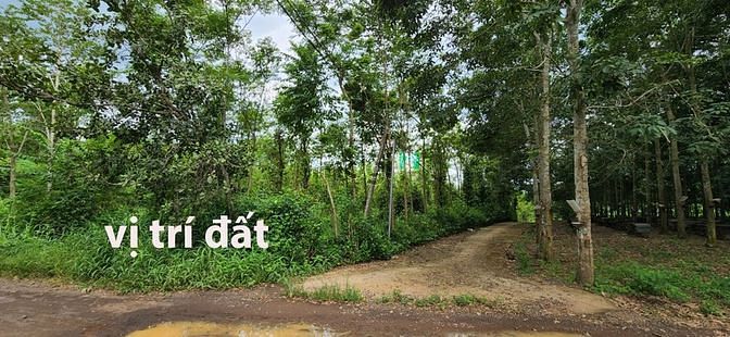 Hình ảnh Bán đất hồ Cầu Mới - Lô góc cực đẹp