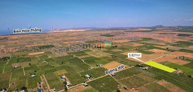 Hình ảnh Đất sào sổ đỏ,cao tốc Phan Thiết,Sân Bay PhanThiết