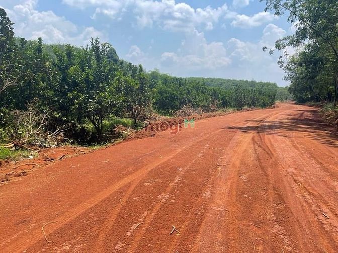Hình ảnh Cần bán nhanh lô đất trồng bưởi, bao sổ, gần dân, DT 1000m2
