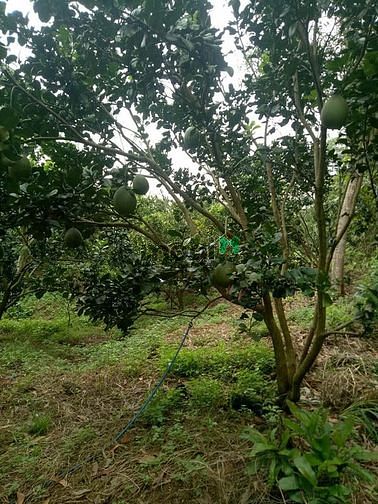 Hình ảnh ( CỰC HOT ) Siêu phẩm đất vườn bao đẹp, Gía cả đáng để Trang MB66.COM Chính Thức - MB 66 Uy Tín.