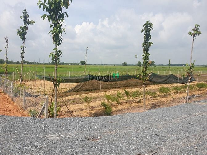 Hình ảnh Cần bán gấp lô đất vườn xã Tân An Hội Củ Chi