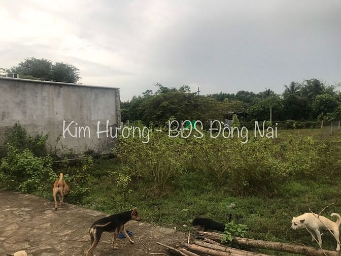 Hình ảnh Bán Miếng Đất lo Việc Gia Đình