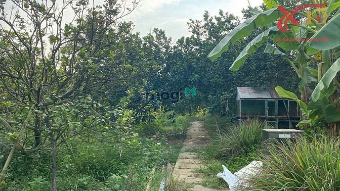 Hình ảnh Cực phẩm! Nhà vườn Bùi Hữu Nghĩa,Tân Hạnh 7948m2 chỉ 6,7tr/m2