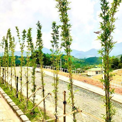 Hình ảnh BÁN ĐẤT BẢO LỘC CHO CON ĐI DU HỌC GẤP