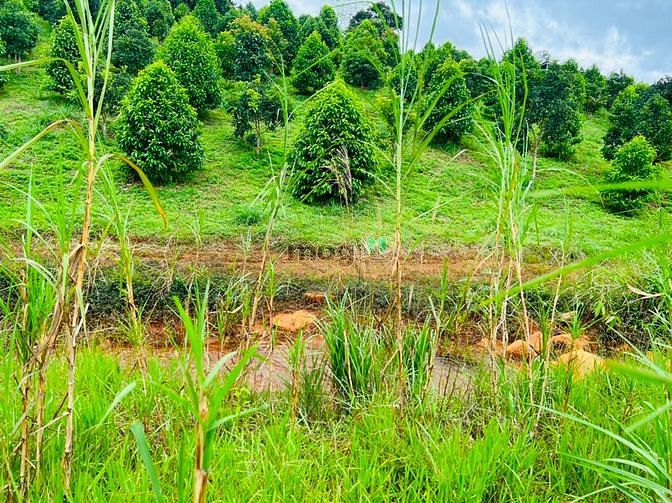 Hình ảnh Bán lô đất view suối hồ cực chất, MT đường Yến Hồ